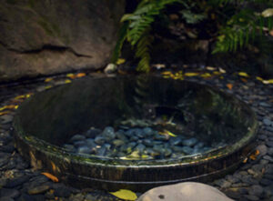 パワースポットとして人気の清正井で怪奇現象が多いから